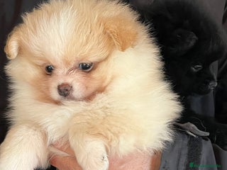 Pomerania perros Pomerania mini - Anuncio 1