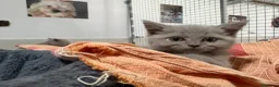 Británico de Pelo Corto gatos en venta: British Shorthair Azul y Lilac  - Anuncio 8
