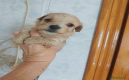 Maltipoo perros en venta: Maltipoo mini calidad y selección  - Imagen 5