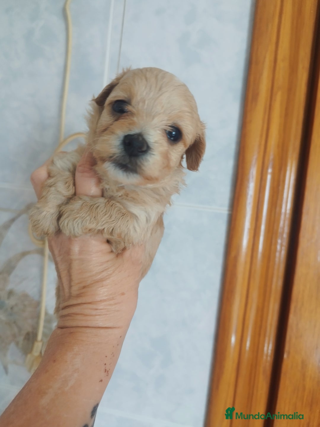 Maltipoo perros en venta: Maltipoo mini calidad y selección  - Imagen 5