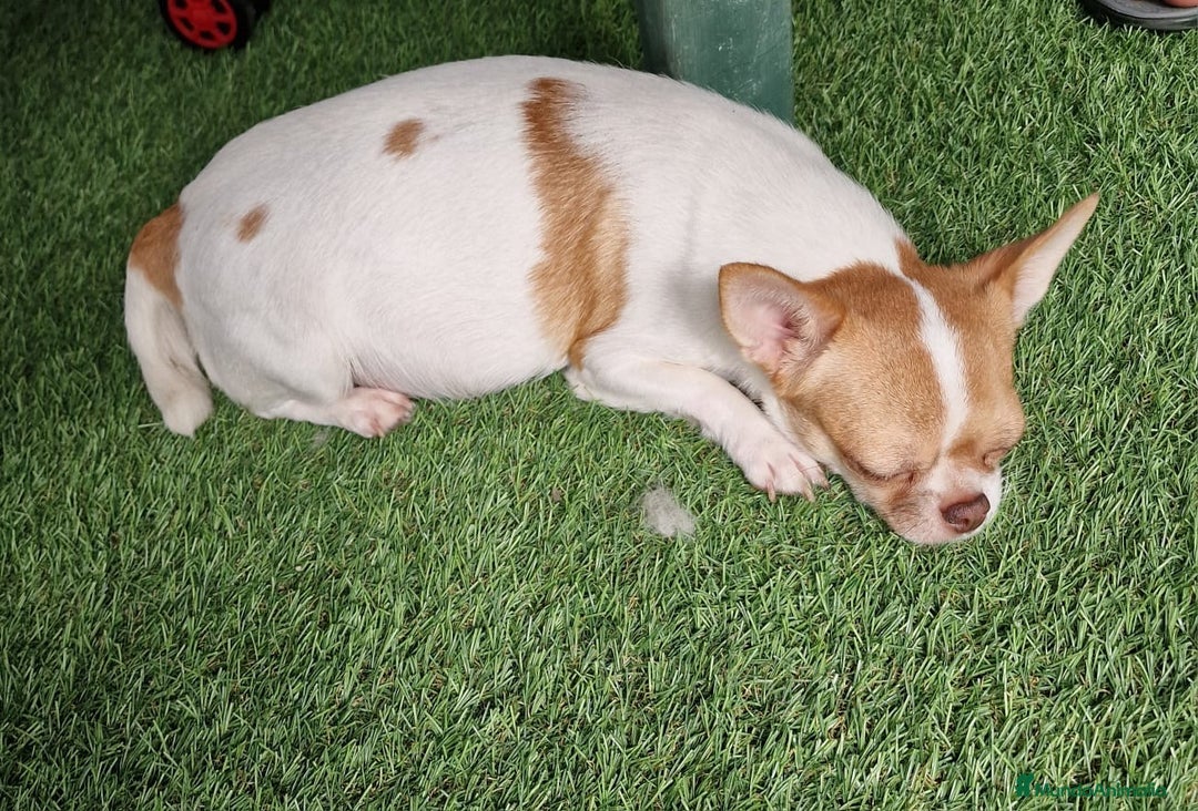 Chihuahua perros en venta: Últimas dos chihuahuas disponibles.  - Anuncio 6