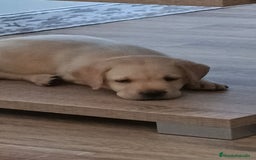 Labrador Retriever perros en venta: Hembra de labrador  - Imagen 2