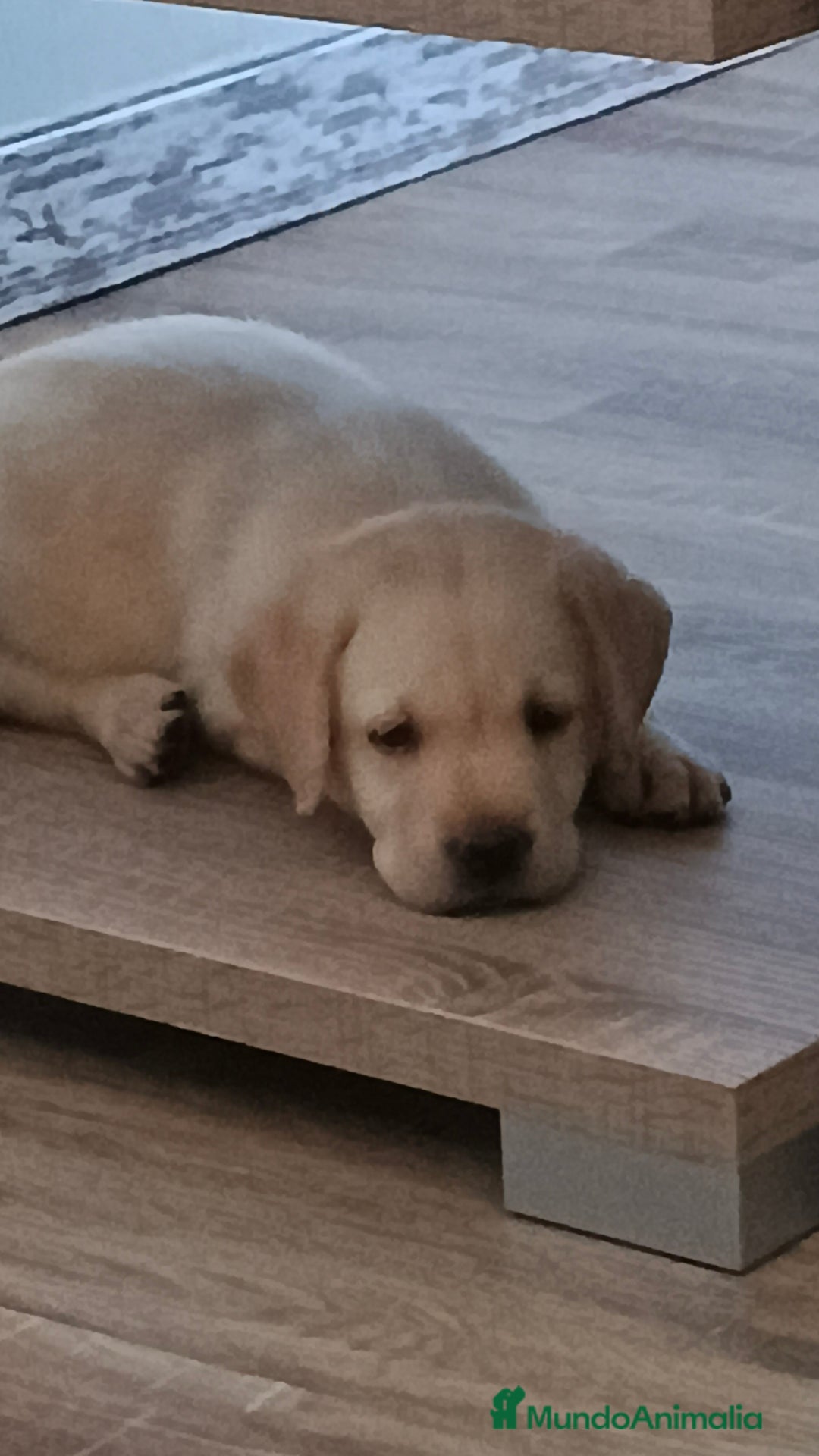 Labrador Retriever perros en venta: Hembra de labrador  - Imagen 2