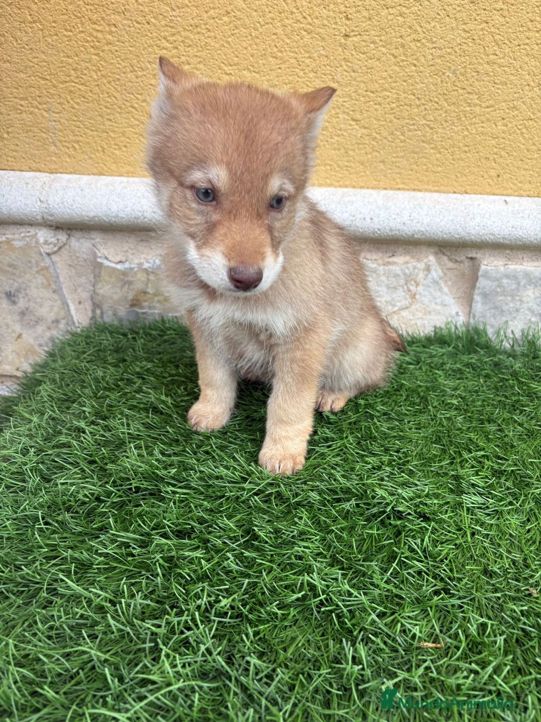 Perro Lobo de Saarloos perros en venta: Perro lobo ibérico hembra roja - Anuncio 11