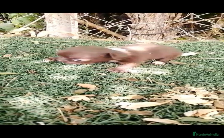 Chihuahua perros - Anuncio 11