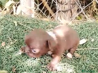 Chihuahua perros - Anuncio 15