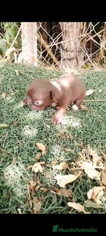 Chihuahua perros - Anuncio 20