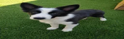 Border Collie perros en venta: Último Machito Border Collie 🖤🐾 - Anuncio 1