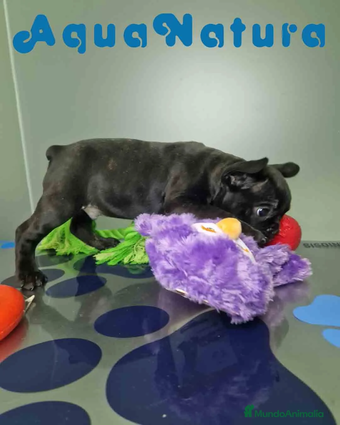 Bulldog Francés perros en venta: Bulldog Frances Macho 2434 AQUANATURA - Anuncio 12