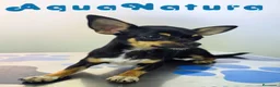Chihuahua perros en venta: Chihuahua Hembra 1921 AQUANATURA - Anuncio 5