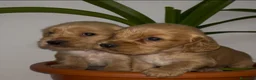 Cocker Spaniel Inglés perros en venta: Cachorros de spaniel inglés  - Anuncio 8