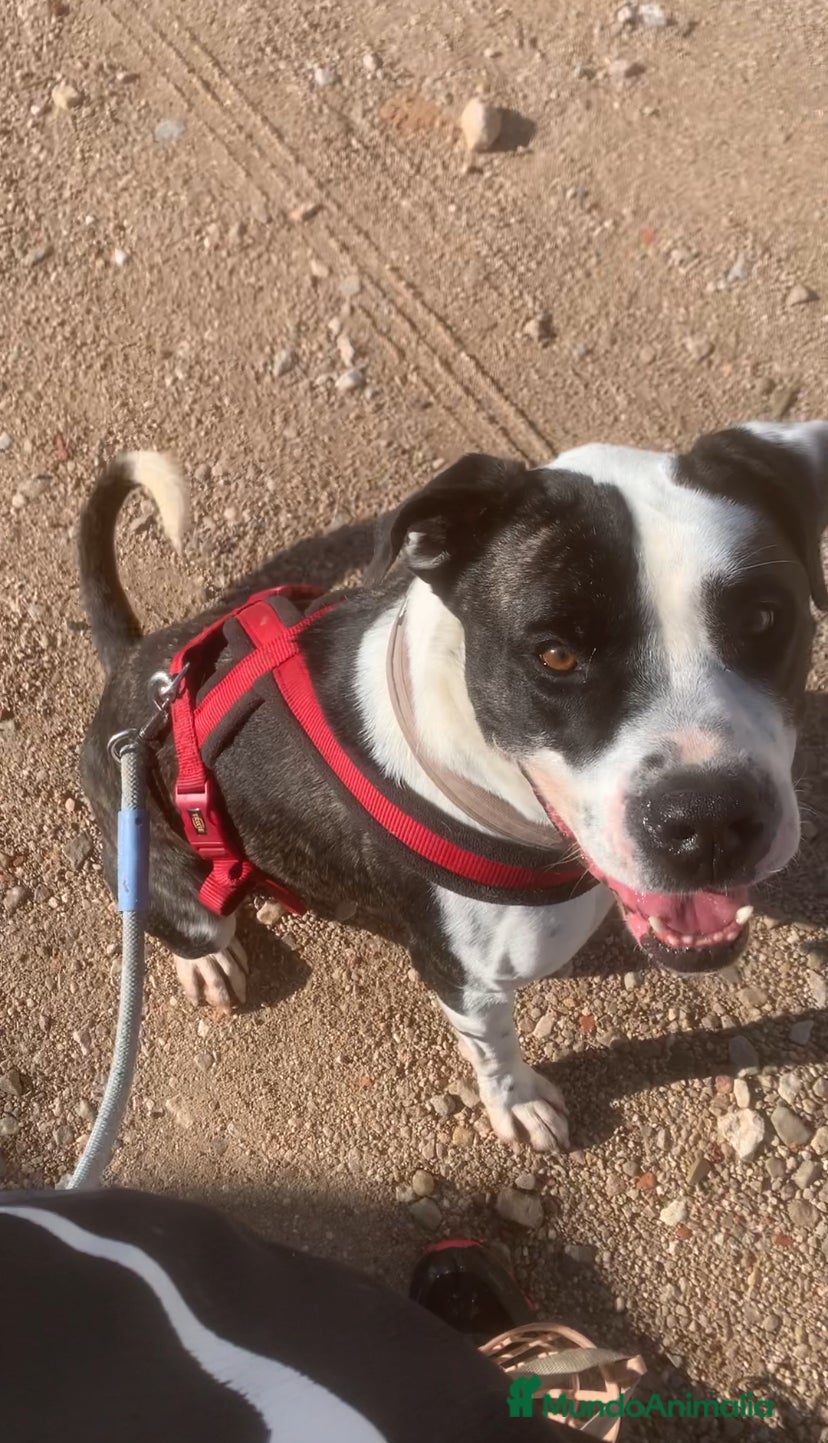 American Staffordshire-Terrier perros THOR ❤️ en Adopción  - Anuncio 2