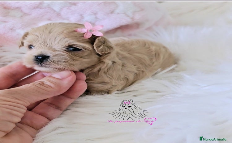 Maltipoo perros - Anuncio 1