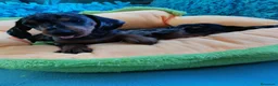 Teckel perros en venta: Bebés Teckels Arlequines  - Anuncio 1