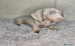 Teckel Miniatura perros en venta: Teckel isabella unico - Imagen 2