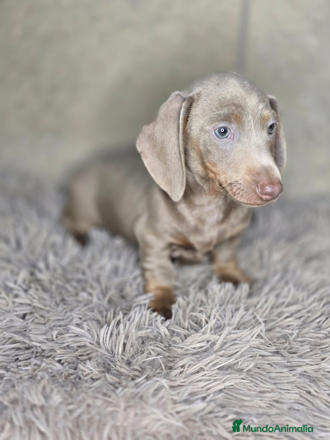 Teckel Miniatura perros en venta: Teckel isabella unico - Imagen 2