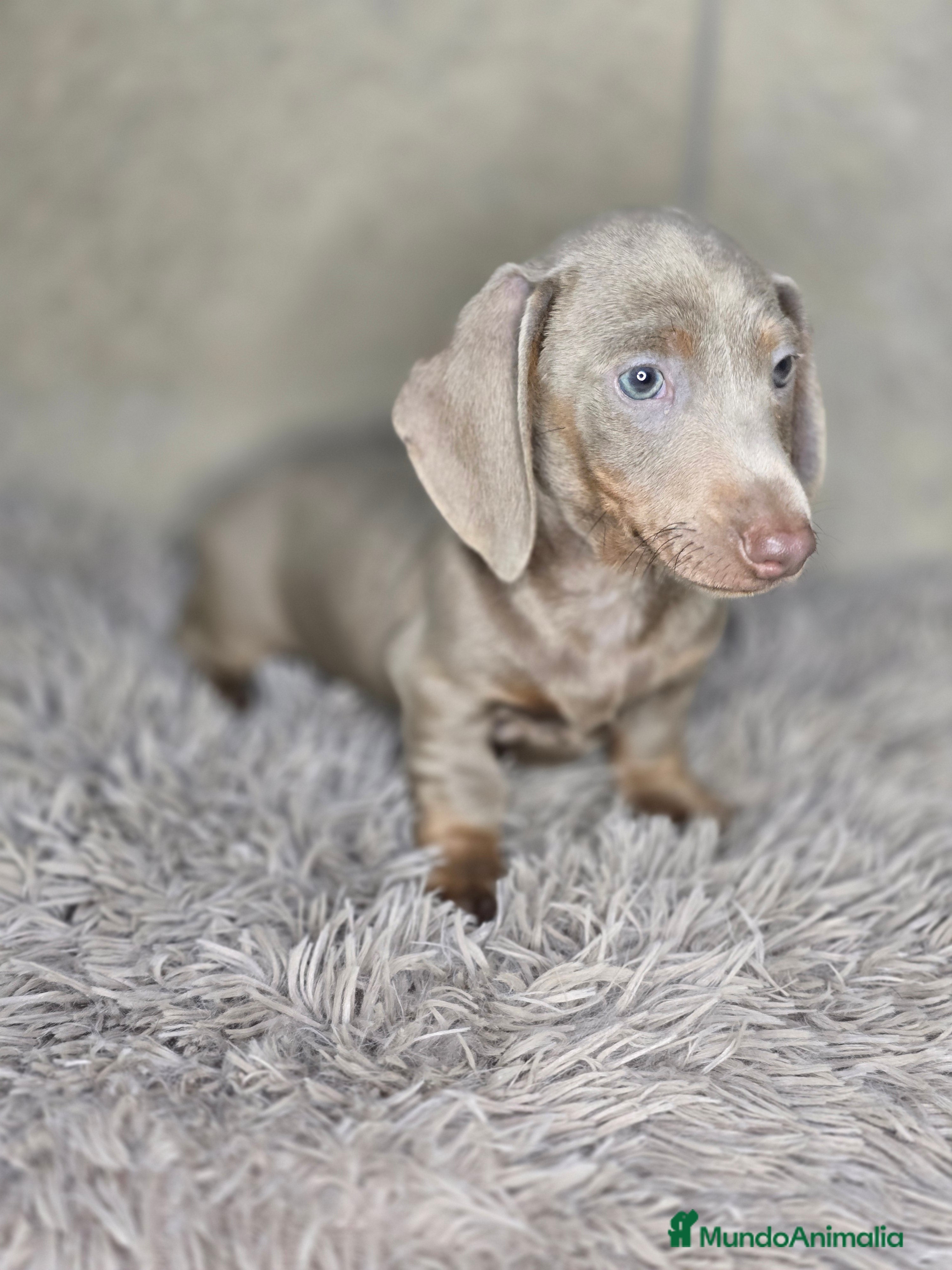 Teckel Miniatura perros en venta: Teckel isabella unico - Anuncio 2