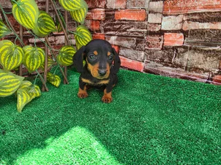Rocky