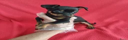 Pinscher Miniatura perros en venta: Pincher Mini - Anuncio 2