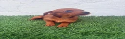 Raza Mixta perros en venta: Pootalian - Anuncio 3