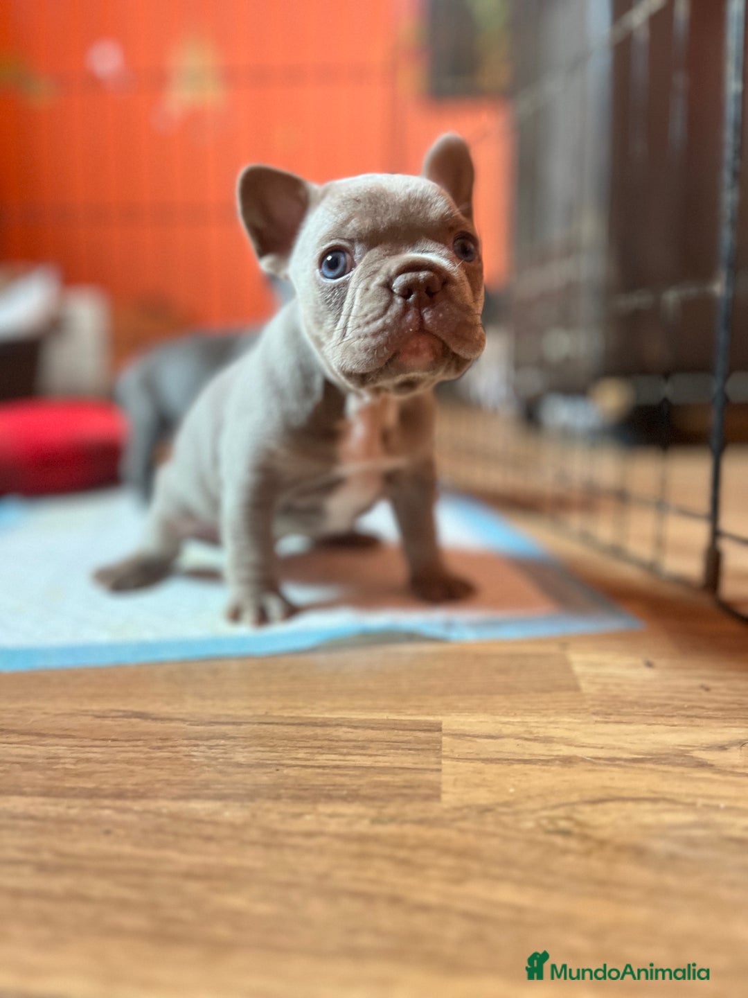 Bulldog Francés perros en venta: Bebés Criados en Familia con Amor y Respeto" - Anuncio 7