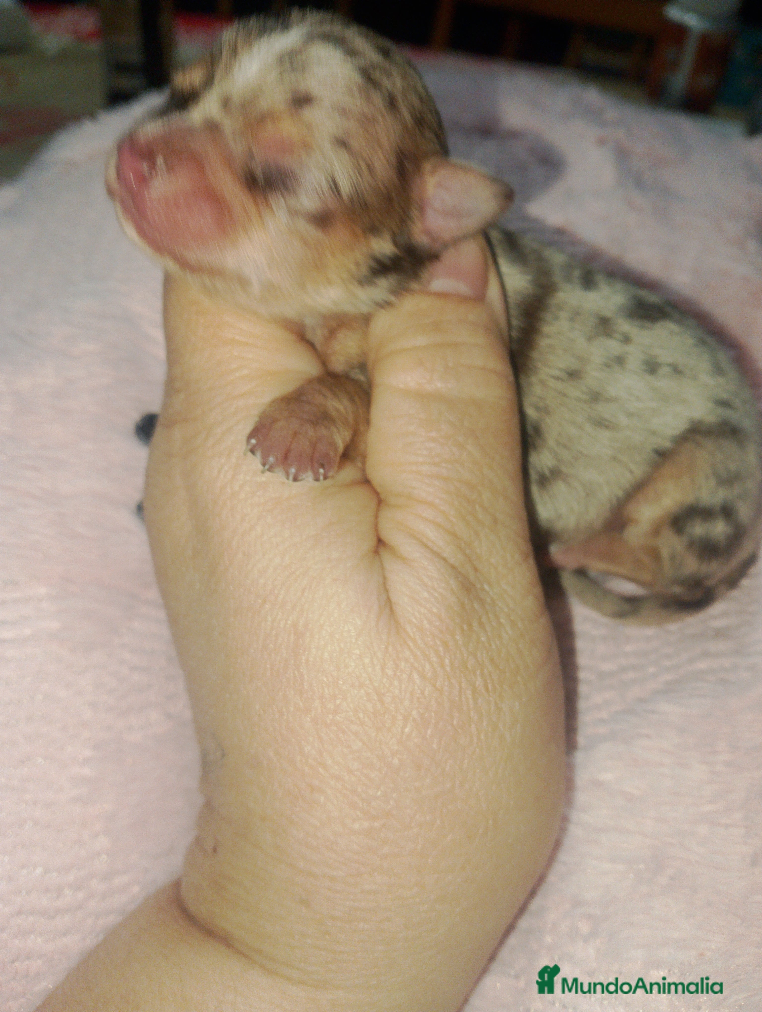 Chihuahua perros Preciosa chihuahua super toy Merle  - Anuncio 30