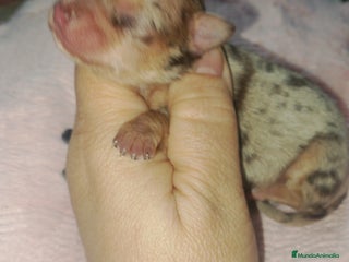 Chihuahua perros Preciosa chihuahua super toy Merle - Anuncio 4