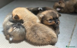 Pomerania perros en venta: POMERANIA MINITOY DISPONIBLES - Imagen 3