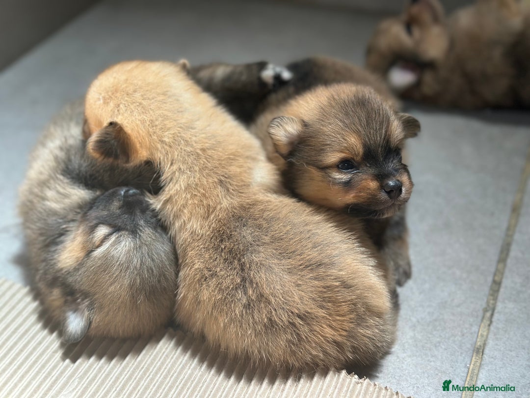 Pomerania perros en venta: POMERANIA MINITOY DISPONIBLES - Imagen 3