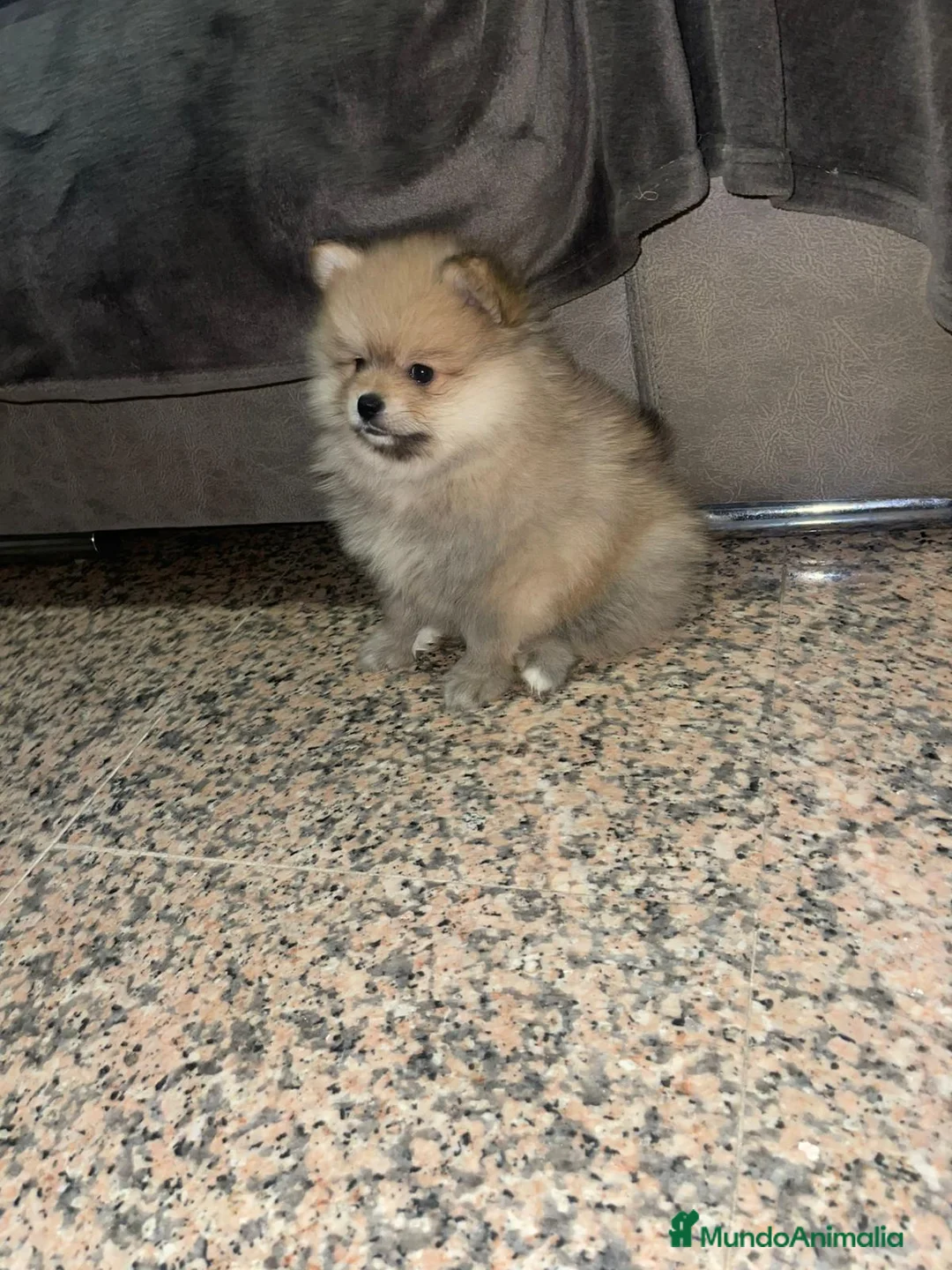 Pomerania perros en venta: Pomerania lulu Toy peluditos  - Anuncio 3