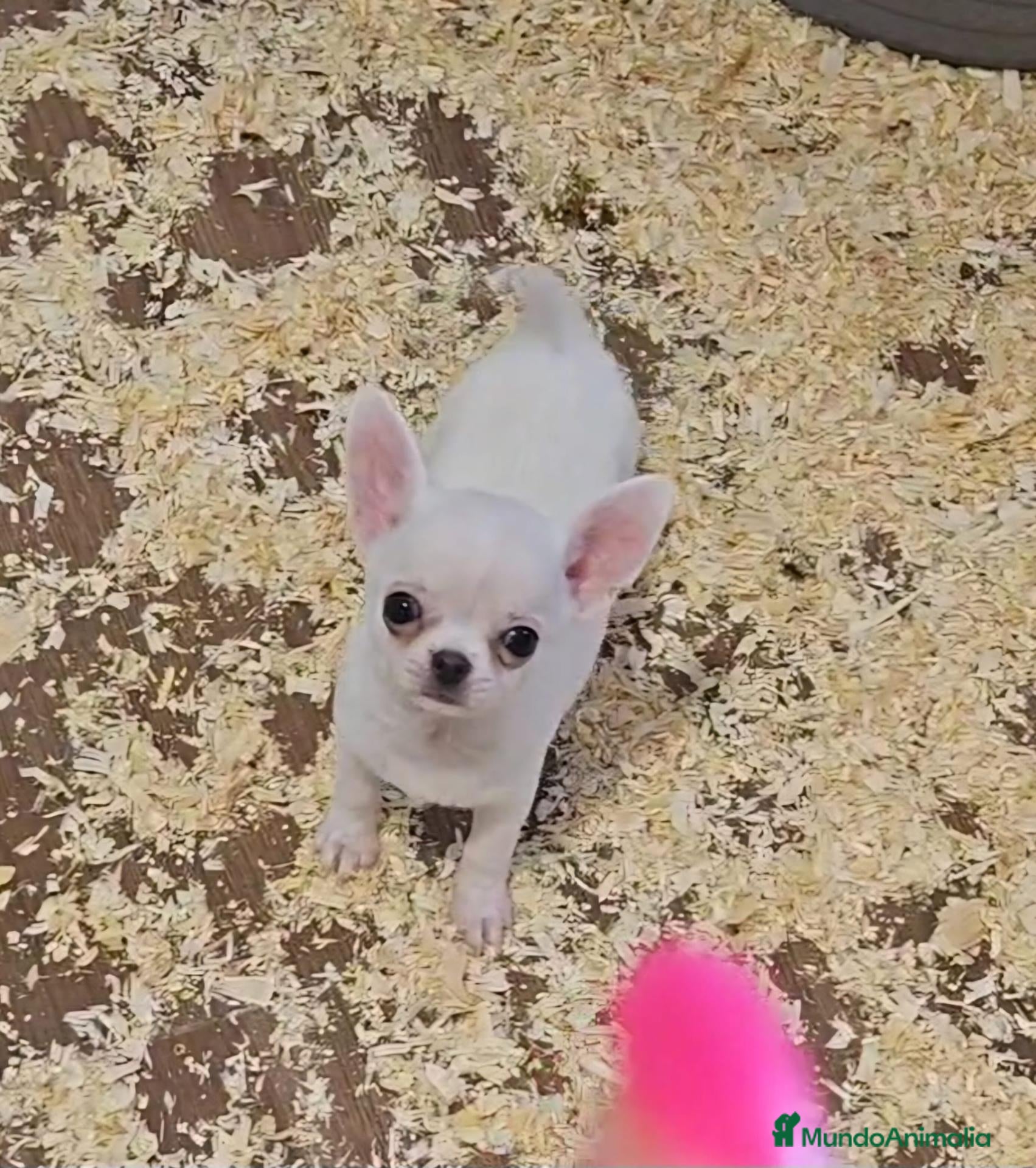 Chihuahua perros Chihuahua - Anuncio 2