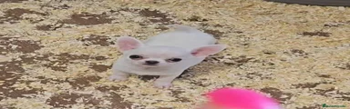 Chihuahua 1