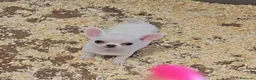 Chihuahua perros en venta: Chihuahua - Anuncio 1