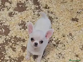 Chihuahua perros Chihuahua - Anuncio 2