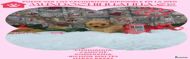 Caniche Toy Cachorro 7
