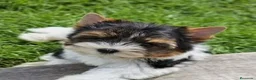 Biewer Yorkshire Terrier a la Pom Pon perros en venta: Hembras Yorkshire Biewer - Anuncio 1