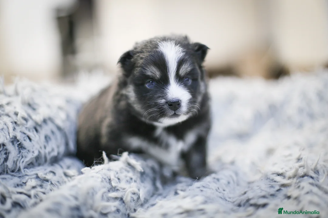 Pomsky perros en venta: Pomsky F5 - Anuncio 9