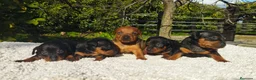 Pinscher Miniatura perros en venta: mini pinscher - Anuncio 1
