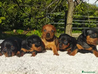 Pinscher Miniatura perros mini pinscher - Anuncio 1