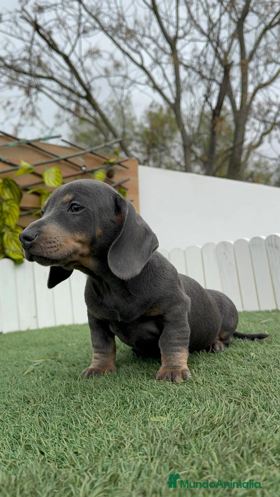 Teckel Miniatura perros en venta: TECKEL MINIATURA BLUE - Anuncio 7