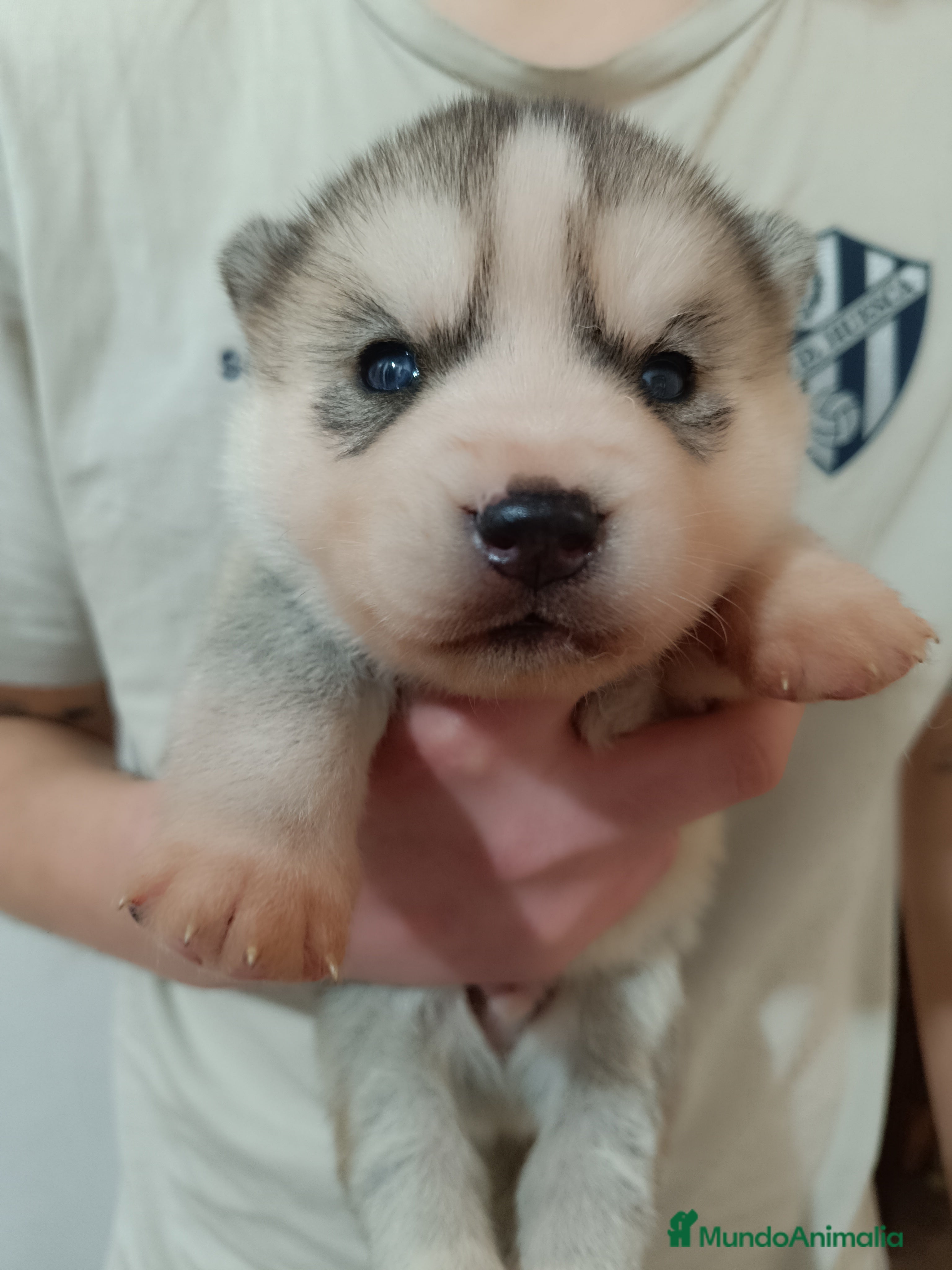 Husky Siberiano perros Husky siberiano camada - Anuncio 2