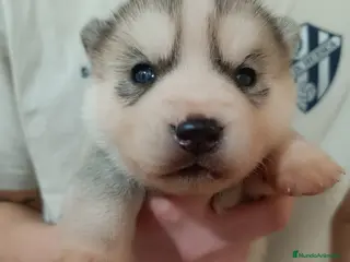 Husky Siberiano perros Husky siberiano camada - Anuncio 29