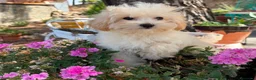 Maltipoo perros en venta: Maltipoo listo para entregar!!! - Anuncio 4