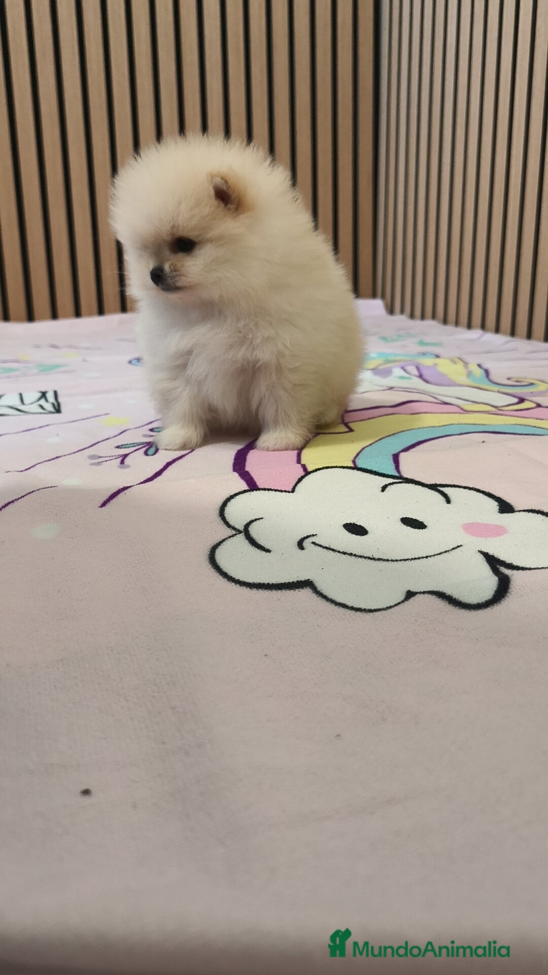 Pomerania perros en venta: Pomerania TOY Crema hembra ♀️♀️ - Anuncio 8