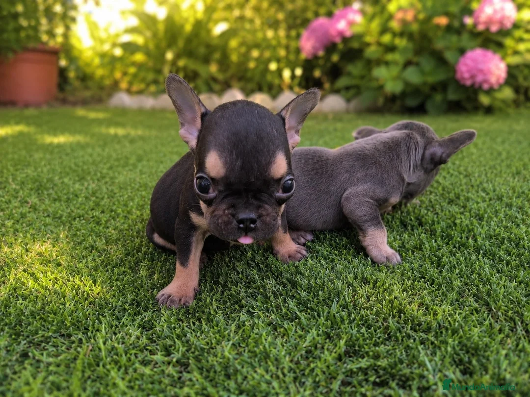 Bulldog Francés perros en venta: PRECIOSAS BULLDOG EXÓTICAS  - Anuncio 2