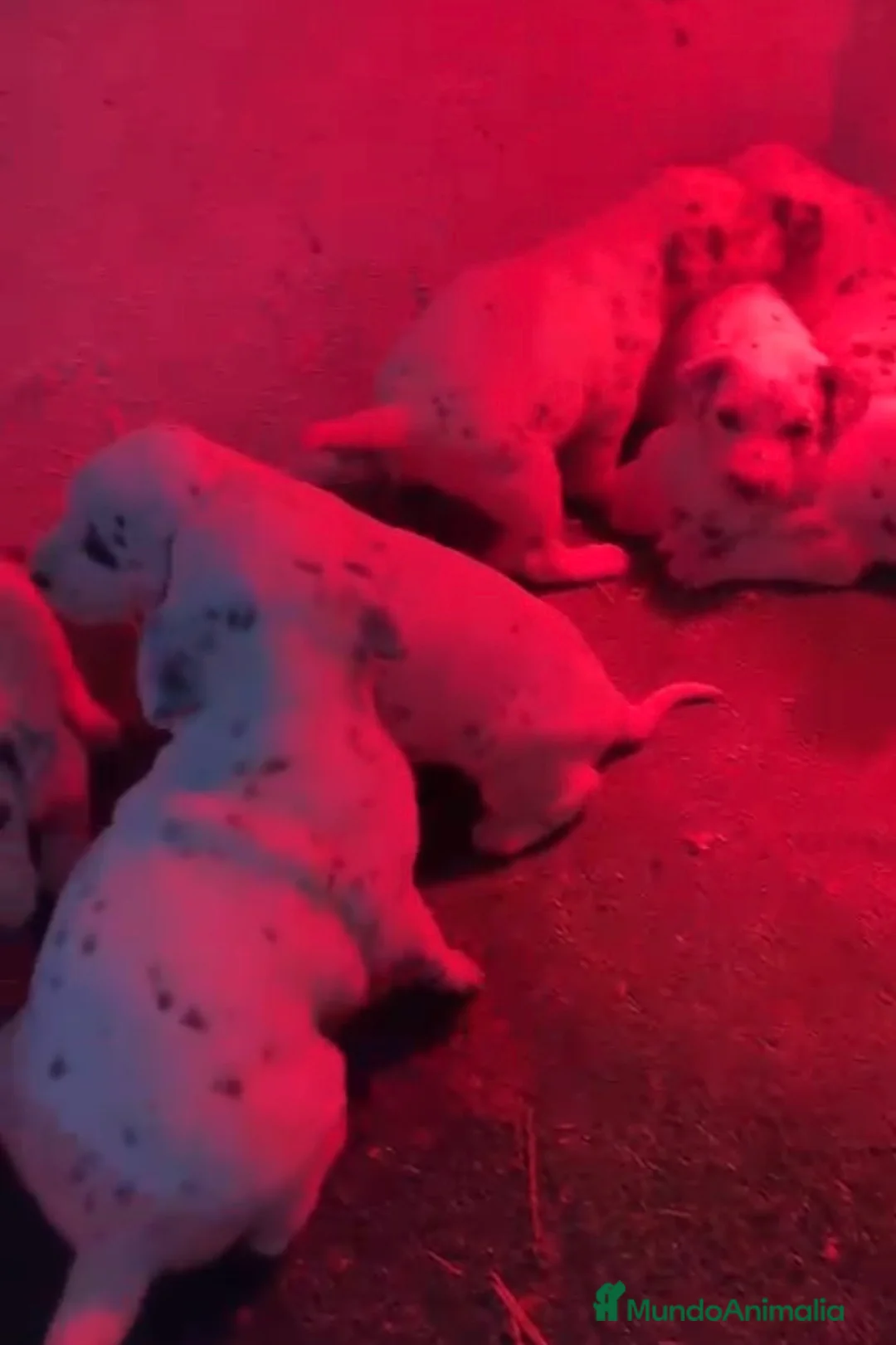 Dálmata perros en venta: Preciosos dálmatas disponibles  - Anuncio 3