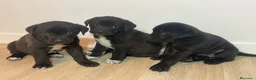 Raza Mixta perros en venta: Cachorras Bandog en venta – 50€ – Sax (Alicante) en Alicante - Anuncio 6