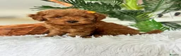 Caniche Toy perros en venta: CANCIHE ROJO - Anuncio 33