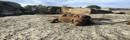 Teckel Miniatura perros en venta: Camada de teckel miniatura - Anuncio 7