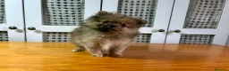 Pomerania perros en venta: Pomerania mini - Anuncio 5